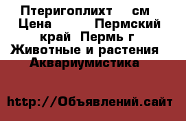 Птеригоплихт 37 см › Цена ­ 500 - Пермский край, Пермь г. Животные и растения » Аквариумистика   